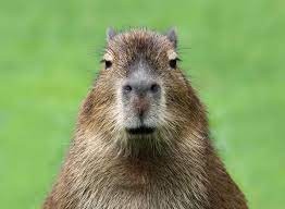 Create meme: unknown, Vdovenko capybara, a pet capybara
