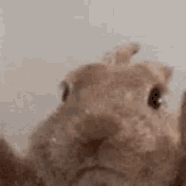 Create meme: animals cute, rabbit , rabbit surprised