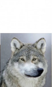 Create meme: the wolf wolf wolf, wolf, wolf wolf