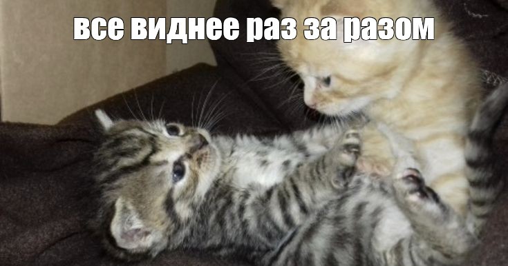 Создать мем: кошка котенок, милые котики смешные, милые котики