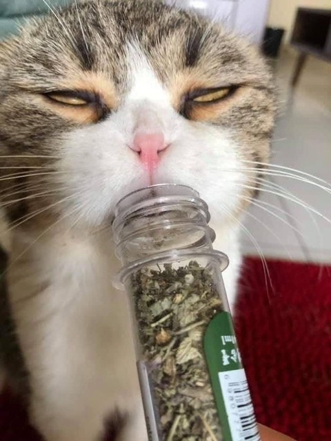 Create meme: cat addict, stoned cat, The cat is an addict