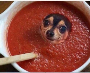 Create meme: dog, funny dog, sauce mem