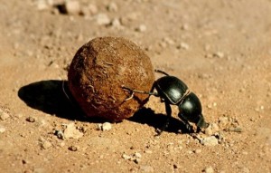 Create meme: dung beetle, the scarab, the beetle beetle