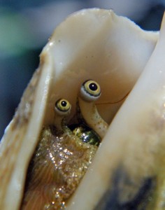 Create meme: sea creatures, the conch, eyes oysters