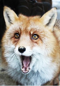 Create meme: Fox