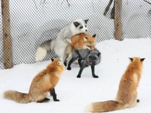 Create meme: Fox, Fox, Fox and Fox