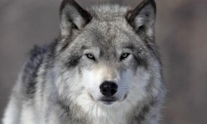Create meme: photo of a wolf with the words, wolf, wolf
