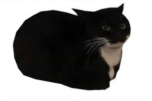 Create meme: cat, cat, black cat