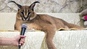 Create meme: Caracal