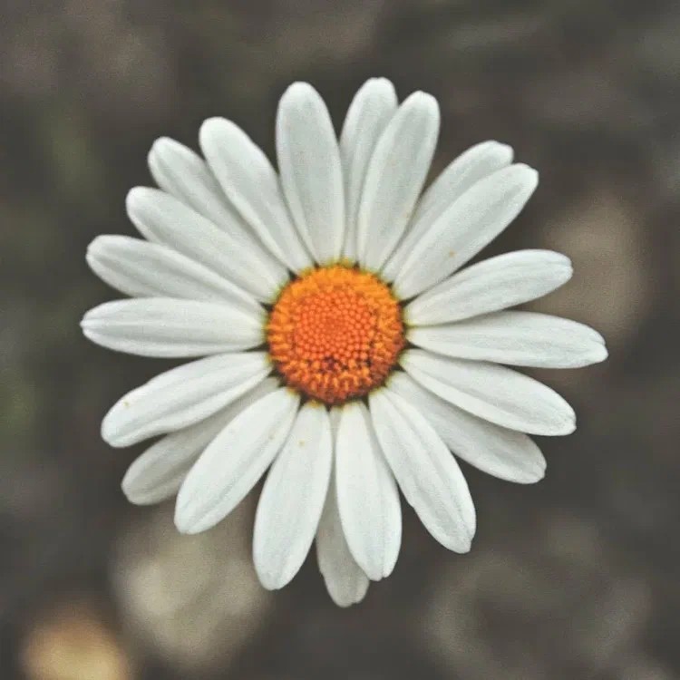 Create meme: white chamomile, flower big daisy, chamomile white background