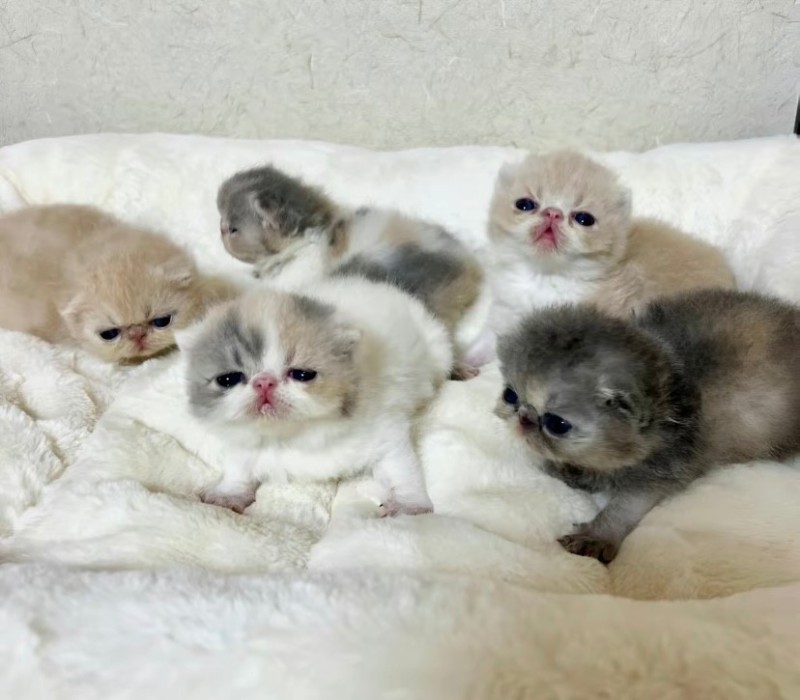 Create meme: Persian cat , The Persian kitten, The Scottish fold cat is an exotic