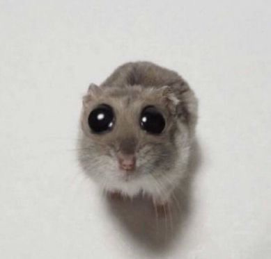 Create meme: the hamster looks at the camera meme, animals cute, hamster 