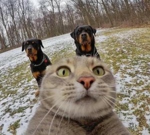 Create meme: selfie, cat Manny, cat