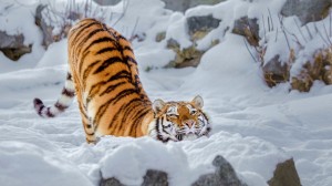 Создать мем: уссурийский тигр дальнего востока, снежный тигр, амурский тигр зимой