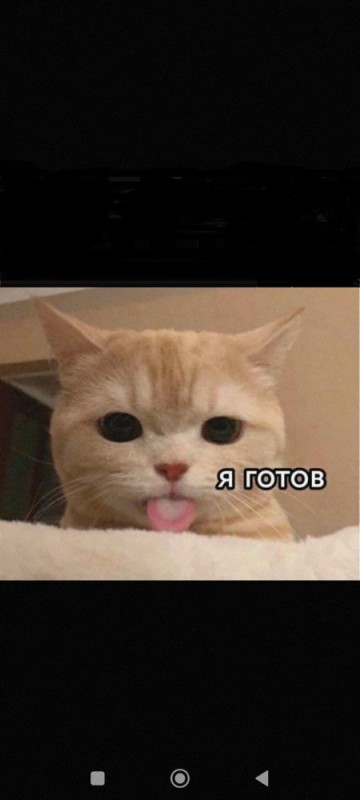 Create meme: animals cute, cat , memes 