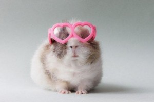 Create meme: hamster, funny hamsters