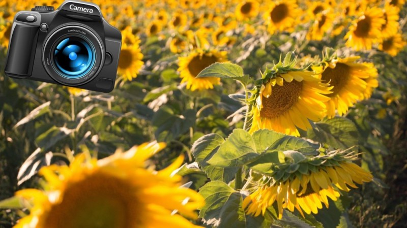 Create meme: sunflower ch1550-50. in the field, sunflower is small, sunflower 