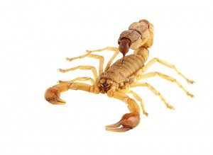 Создать мем: фото скорпиона живого, древесный скорпион, пустынный скорпион