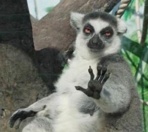 Create meme: lemur, uzbagoysya, limur usagency