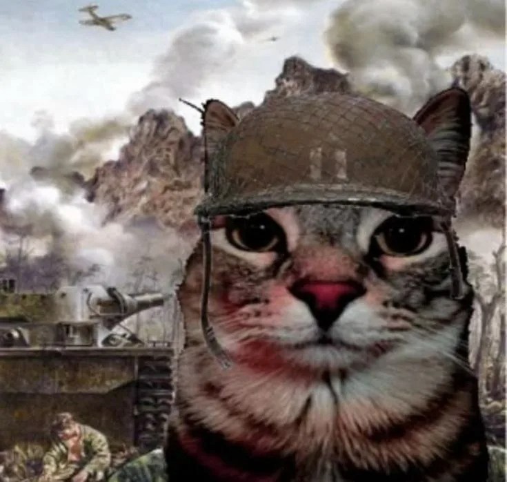 Создать мем: кот флэшбэк вьетнам, котики, милые котики смешные