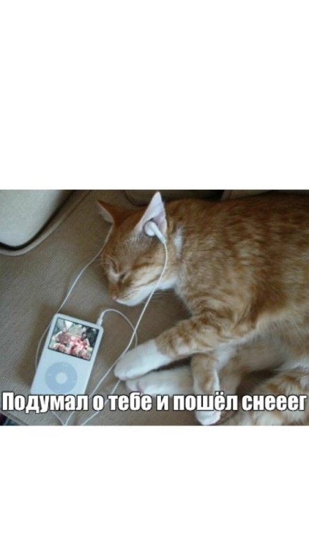 Create meme: cat , cat with headphones, fun with cats 