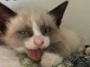 Create meme: fluffy kitten, Pets, cat