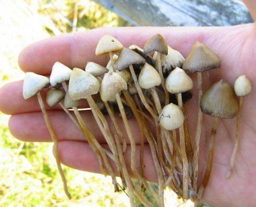 Create meme: psilocybe mushroom is semi-lanceolate, psilocybe is semi-lanceolate, psilocybin mushrooms