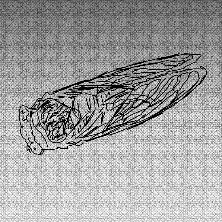 Create meme: Cicada, cicada drawing, cicada beetle sketch