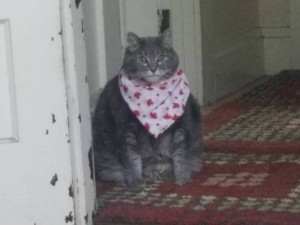 Create meme: cat, cat in a scarf meme, cat