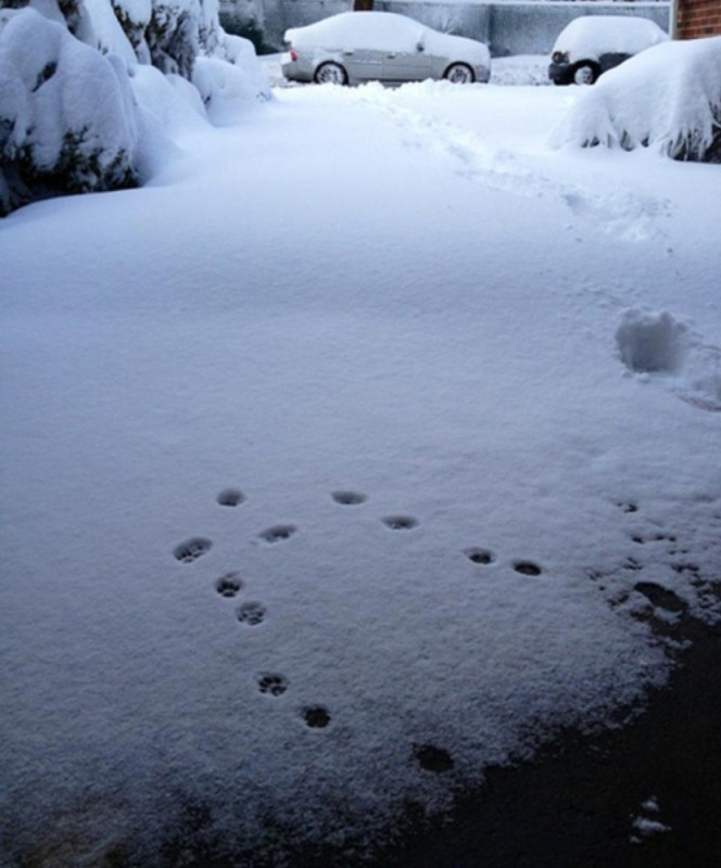 Create meme: animal tracks in the snow, raccoon dog tracks in the snow, animal tracks in the snow