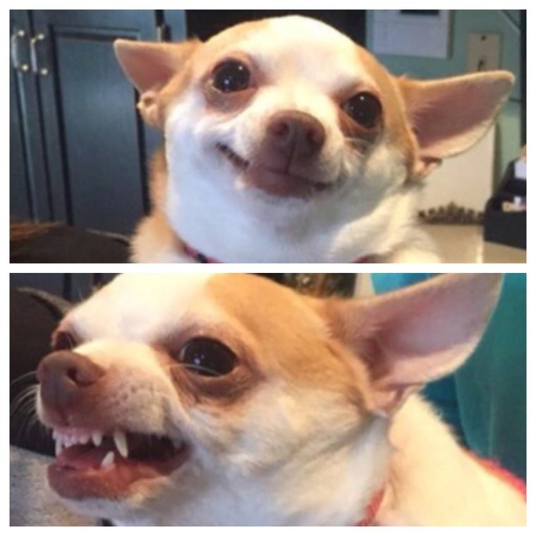 Create meme: Chihuahua dog, funny chihuahua, meme Chihuahua