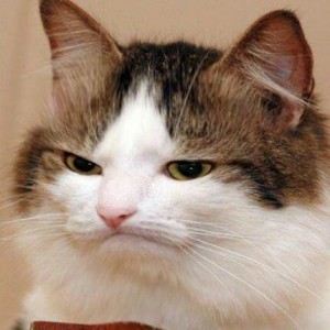 Create meme: katamatite, cat okay, funny cat