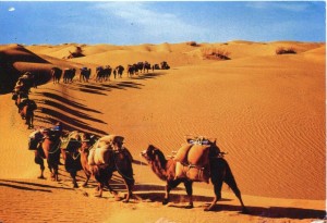 Create meme: North Africa, desert, a caravan of camels
