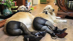 Create meme: dog in a Thong, demotivator my master is an idiot, dog in pantyhose photo