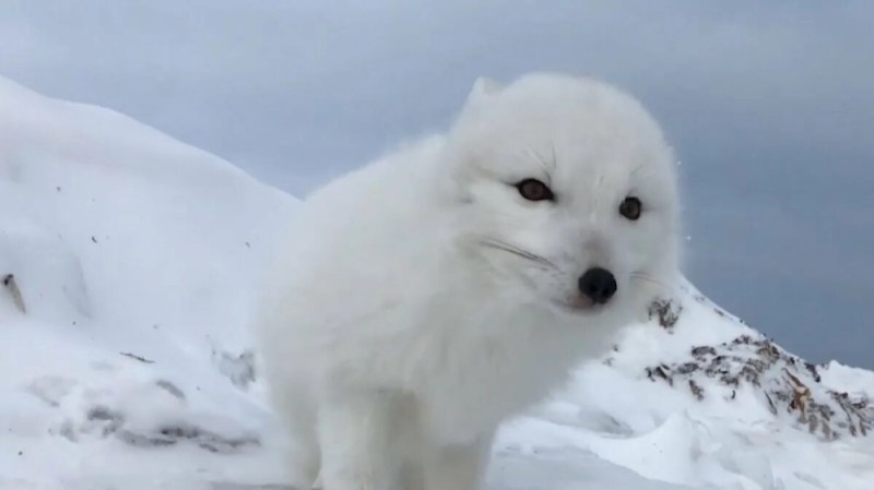 Create meme: Fox , arctic fox, white arctic fox