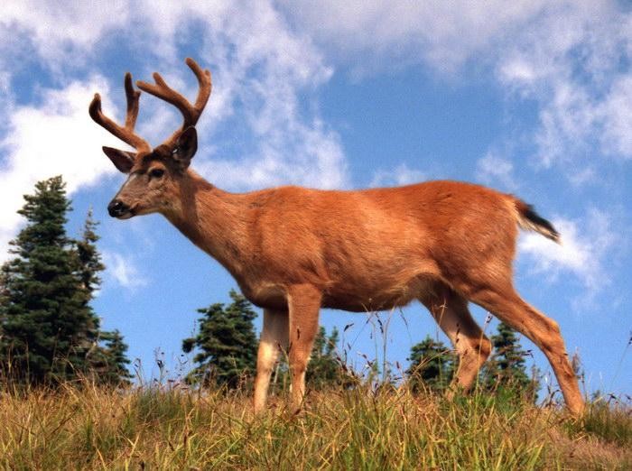 Create meme: animal deer , red deer , deer forest