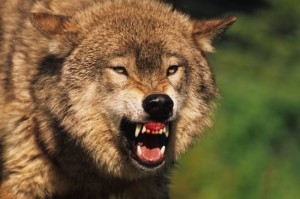 Create meme: the wolf grins, mad wolf
