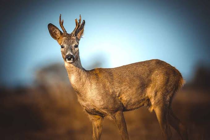 Создать мем: касуля или косуля, сибирская косуля capreolus pygargus, косуля сибирская (capreolus pygargus pall.)