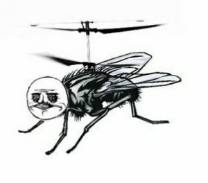 Create meme: fly ordinary, fly insect, fly