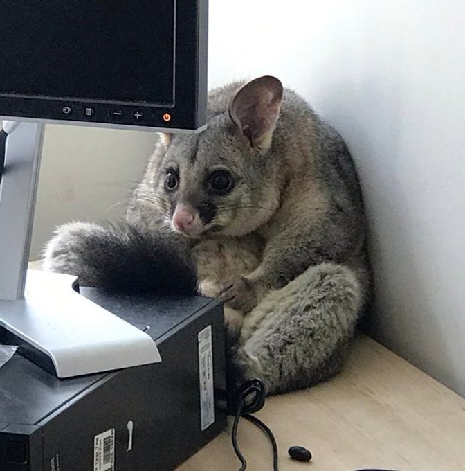 Create meme: possum, tasmanian possum, possum at the computer