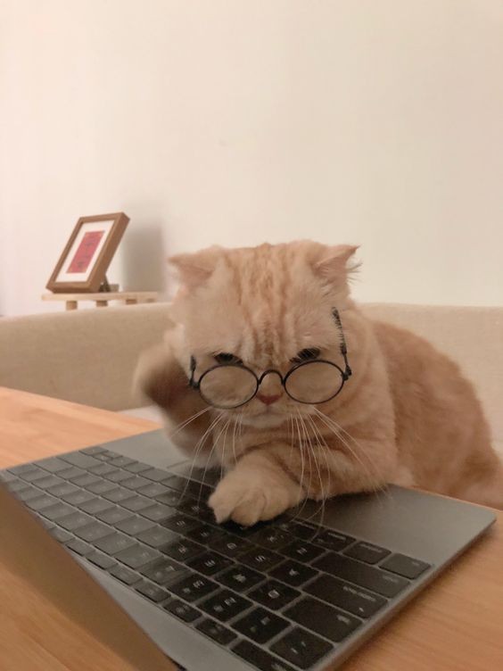 Создать мем: умный кот, кот за ноутом, кот за ноутбуком