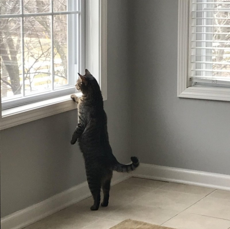 Create meme: cat , the cat looks out the window, the cat sits on the window