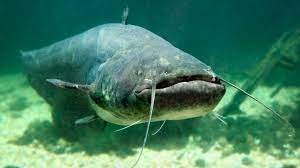 Create meme: som, catfish fish