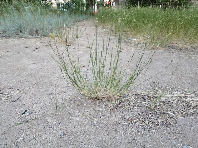 Create meme: thin vole, thin field grass for lawn, plant 