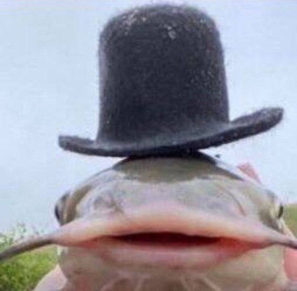 Create meme: catfish fish in a hat meme, Omar Khayyam , catfish fishing