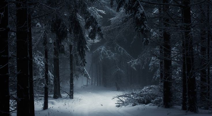 Create meme: winter forest , winter forest, dark forest in winter