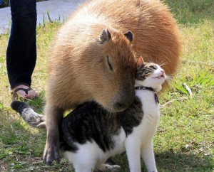 Create meme: capybara cub, a pet capybara, the capybara