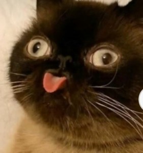 Создать мем: тупые котики, кот, кот с высунутым языком и выпученными глазами