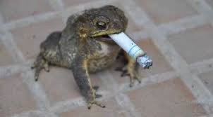 Create meme: frog with a cigarette, smoking frog, the frog smokes