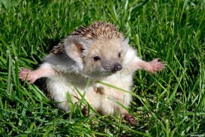 Create meme: hedgehog in the grass, hedgehog hedgehogs, the long-eared hedgehog